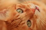 仰头的橘猫