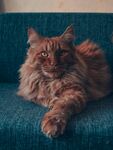 长毛猫惬意躺沙发