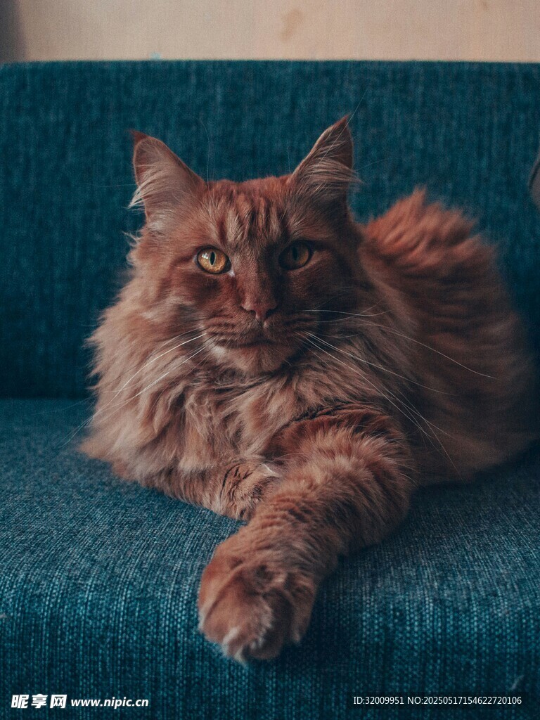 长毛猫惬意躺沙发