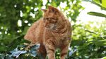 橘猫于绿植间悠然站立