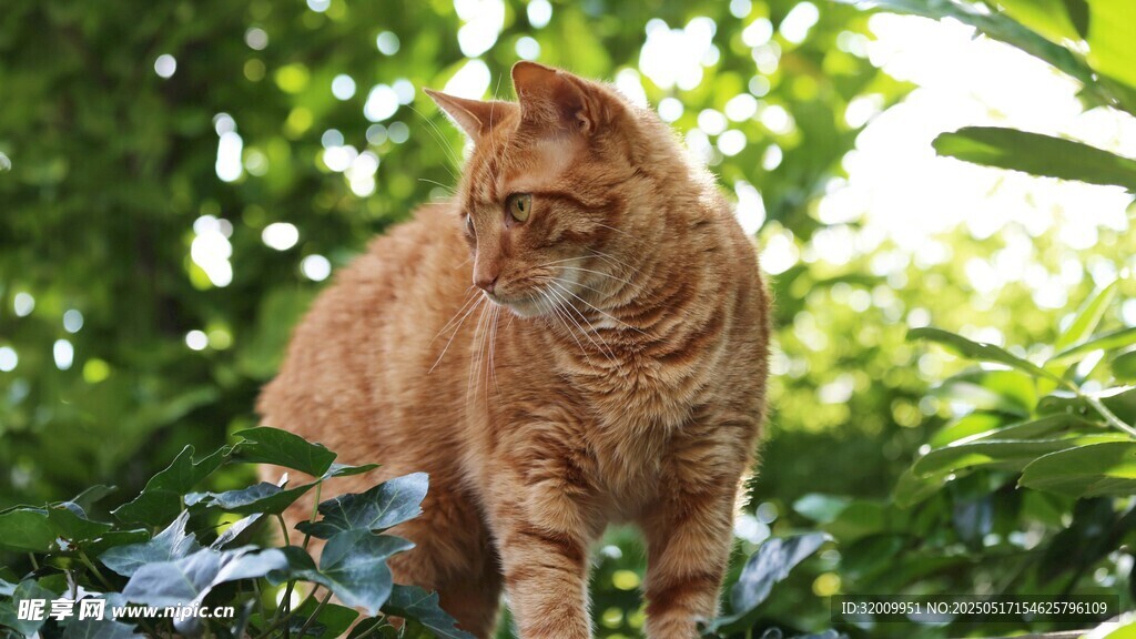 橘猫于绿植间悠然站立