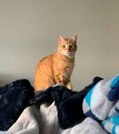 橘猫端坐于多彩被褥上