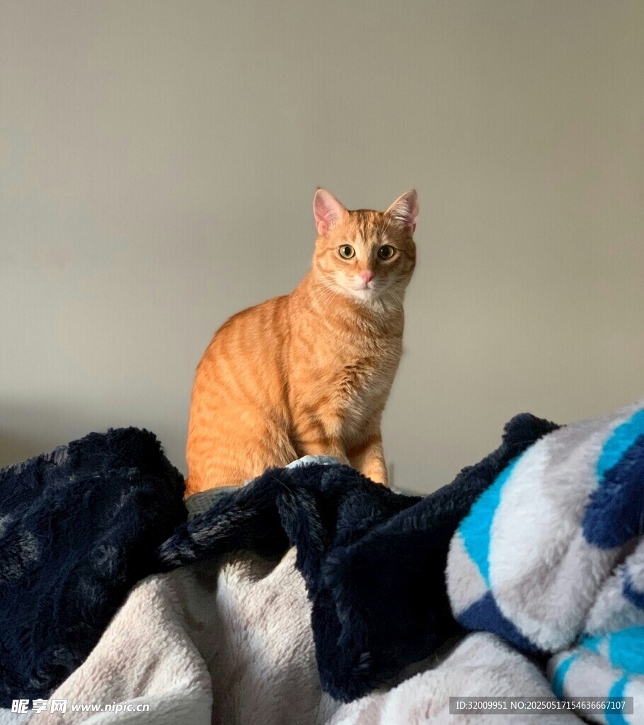 橘猫端坐于多彩被褥上