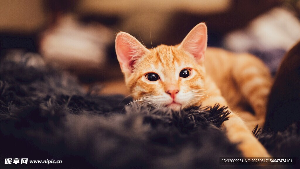 趴着的可爱橘猫