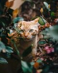 橘猫藏身绿植间