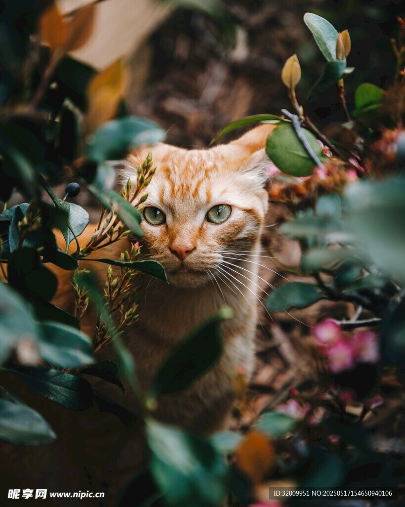 橘猫藏身绿植间