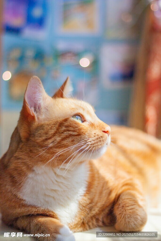 橘猫惬意躺卧