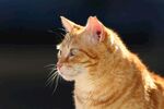 橘猫侧颜特写