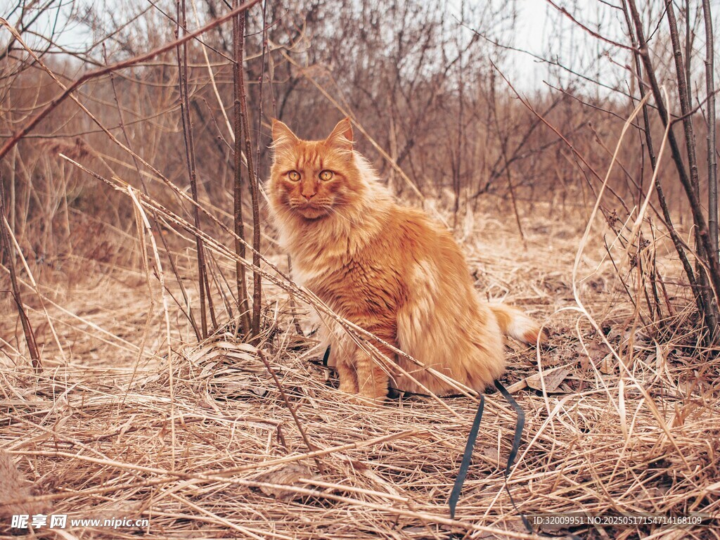 橘色缅因长毛猫