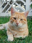 草地上的橘猫