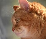 橘猫侧颜特写