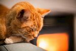 橘猫慵懒趴卧沙发一角