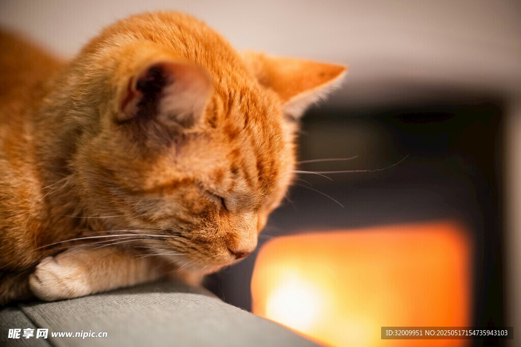 橘猫慵懒趴卧沙发一角