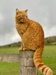 橘猫坐木桩眺望远方