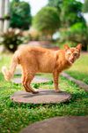 草地上的橘猫
