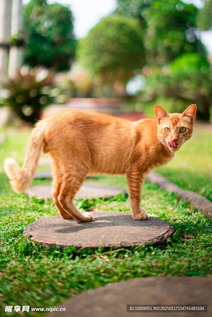 草地上的橘猫