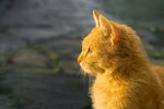 阳光下的橘猫侧影