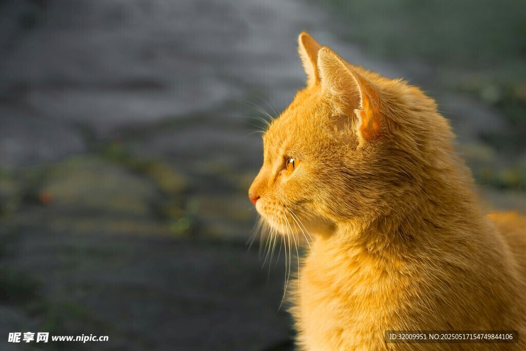 阳光下的橘猫侧影