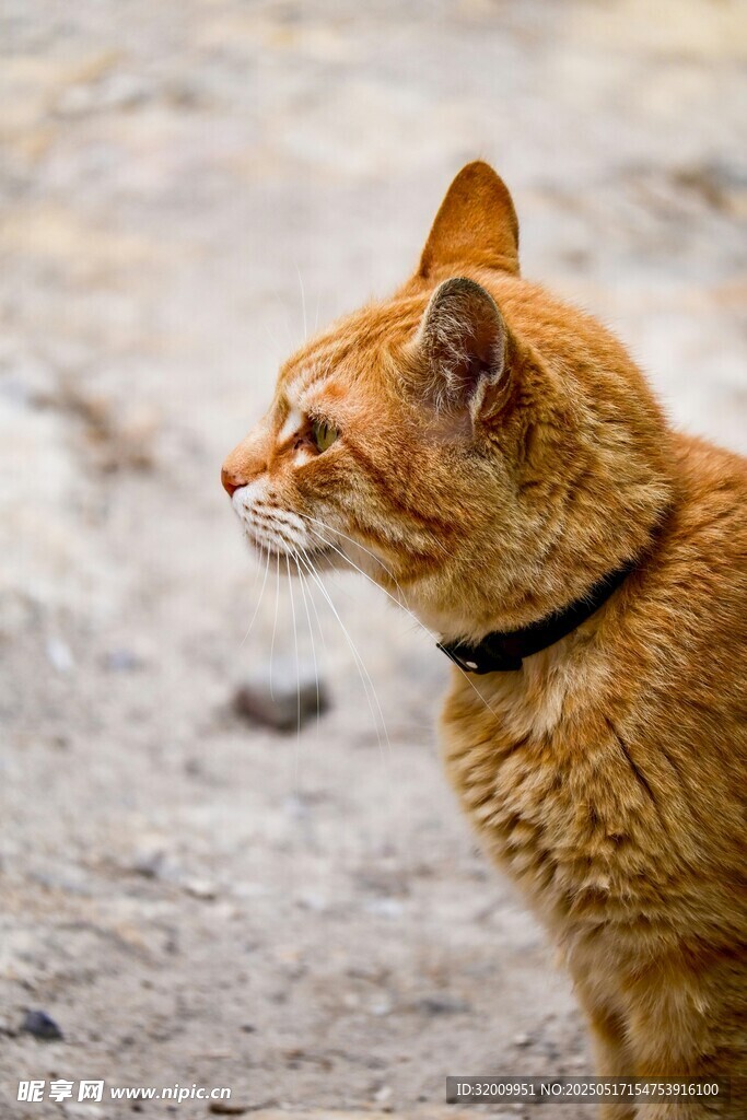 橘猫侧坐凝视