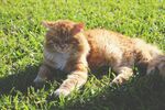 草地上的橘猫