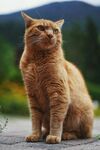 橘猫端坐眺望远方