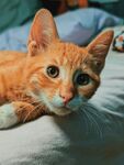 橘猫趴卧眼神灵动