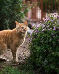 橘猫漫步于花草间