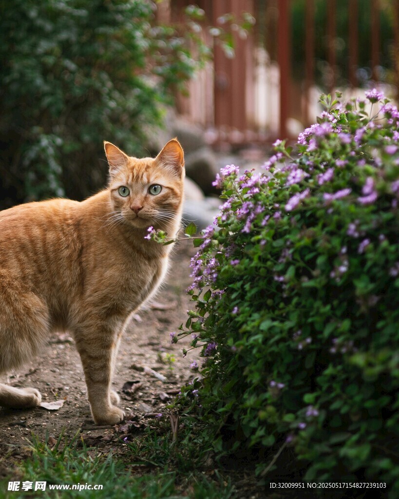 橘猫漫步于花草间