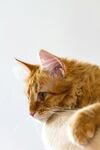 橘猫侧卧的优雅瞬间