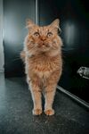 橘色长毛猫站立姿态
