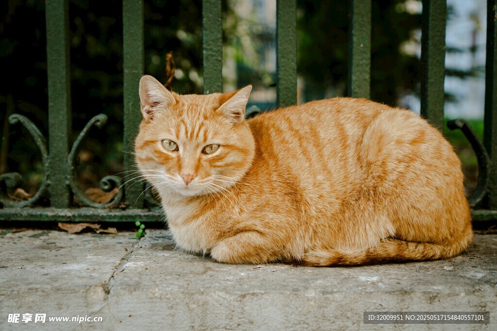 橘猫惬意趴卧在石面上