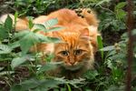 橘猫藏身绿植间