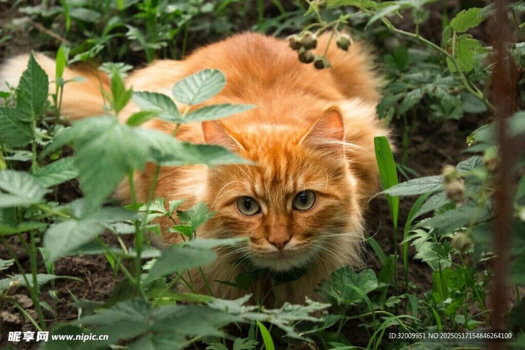 橘猫藏身绿植间