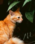 橘猫静坐于绿植旁