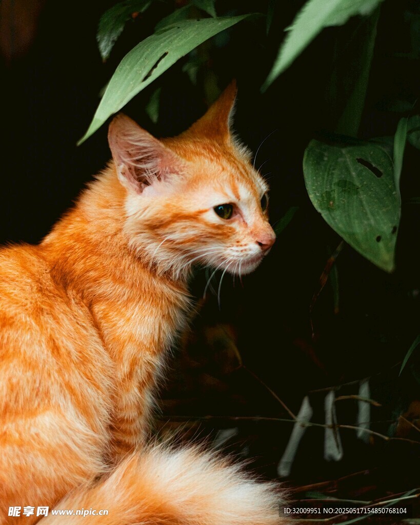 橘猫静坐于绿植旁