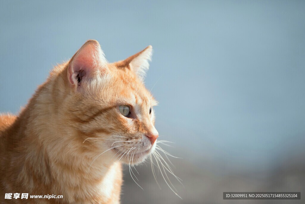 橘猫侧颜特写