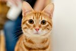 可爱橘猫睁大眼睛看镜头