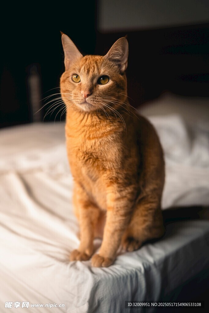 橘猫端坐床上