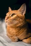 橘猫侧卧凝视上方