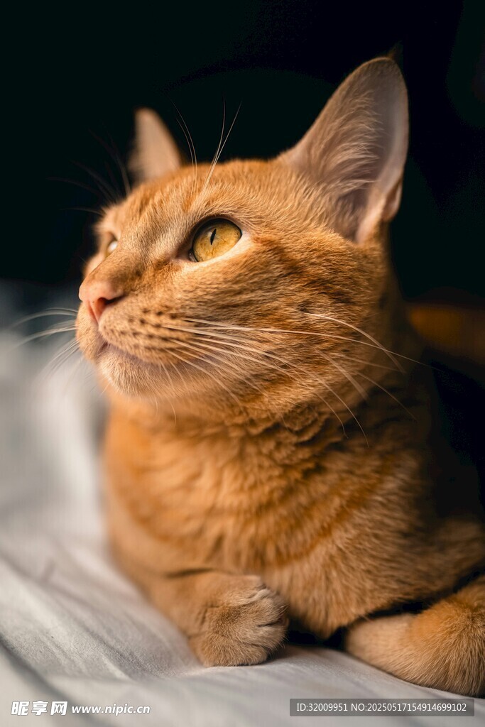 橘猫侧卧凝视上方