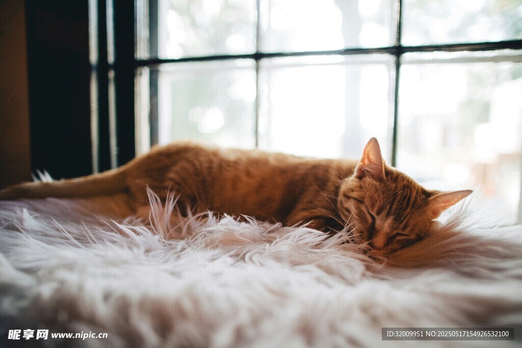 橘猫慵懒躺卧毛绒垫上