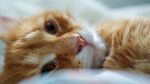 慵懒橘猫惬意躺卧