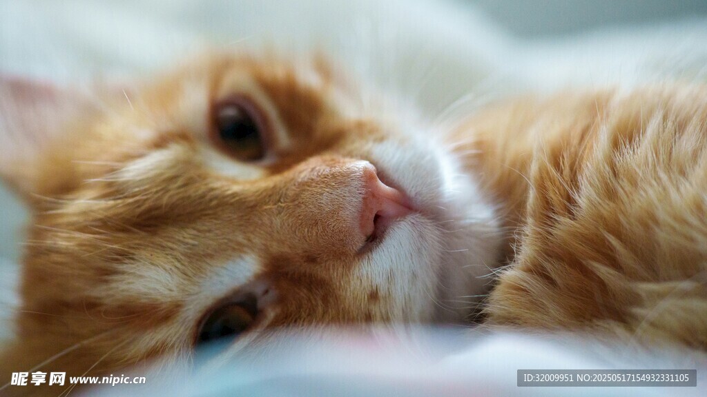 慵懒橘猫惬意躺卧