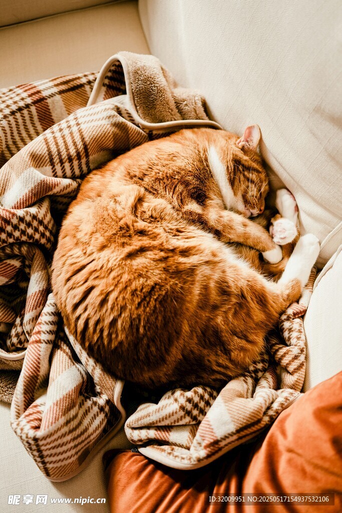 橘猫蜷卧在毛毯中安睡
