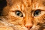 橘猫特写脸部