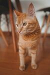 可爱橘猫端坐木地板
