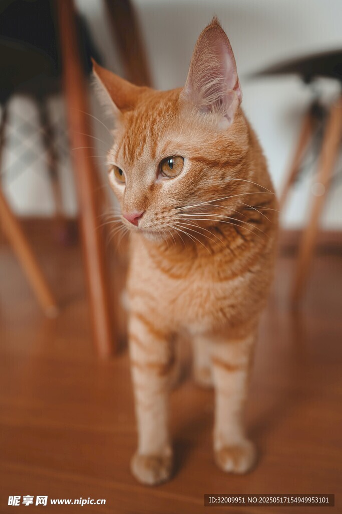 可爱橘猫端坐木地板