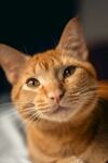 可爱橘猫特写