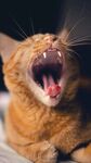 打哈欠的橘猫