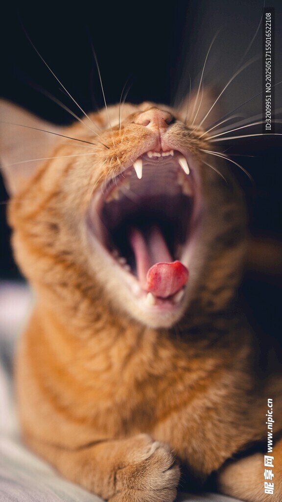 打哈欠的橘猫
